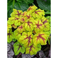 Żuraweczka (Żurawka) 'Catching Fire' | Heucherella