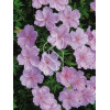 Bodziszek czerwony 'Lancastriense' Geranium sanguineum