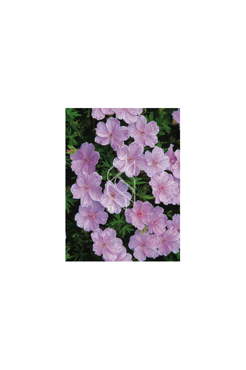 Bodziszek czerwony 'Lancastriense' Geranium sanguineum