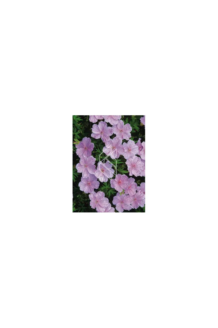 Bodziszek czerwony 'Lancastriense' Geranium sanguineum