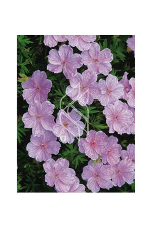 Bodziszek czerwony 'Lancastriense' Geranium sanguineum