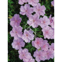 Bodziszek czerwony 'Lancastriense' Geranium sanguineum