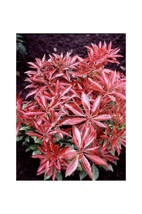 Pieris japoński 'Mountain Fire' | Pieris japonica