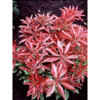 Pieris japoński 'Mountain Fire' | Pieris japonica