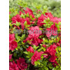 Azalia japońska 'Rubinstein' | Azalea japonica