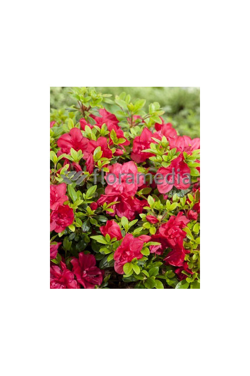 Azalia japońska 'Rubinstein' | Azalea japonica