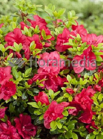 Azalia japońska 'Rubinstein' | Azalea japonica