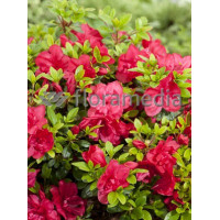 Azalia japońska 'Rubinstein' | Azalea japonica