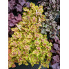 Żurawka 'World Cafe Melange' | Heuchera