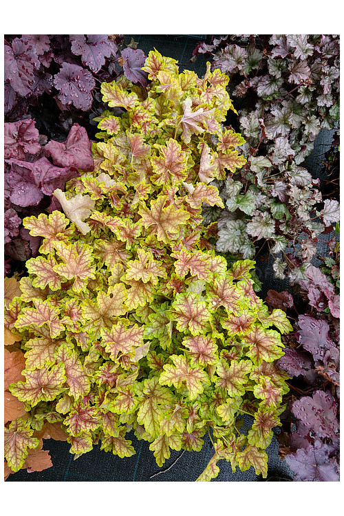 Żurawka 'World Cafe Melange' | Heuchera