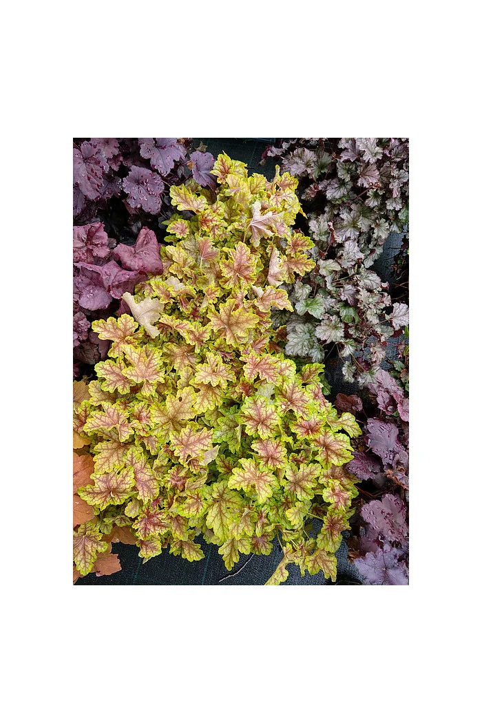 Żurawka 'World Cafe Melange' | Heuchera