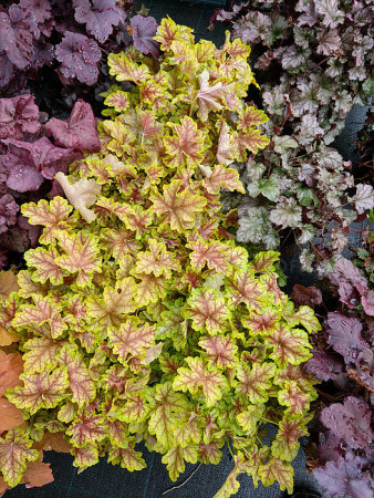 Żurawka 'World Cafe Melange' | Heuchera