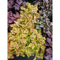 Żurawka 'World Cafe Melange' | Heuchera