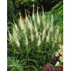 Przetacznik kłosowy 'Alba' Veronica spicata