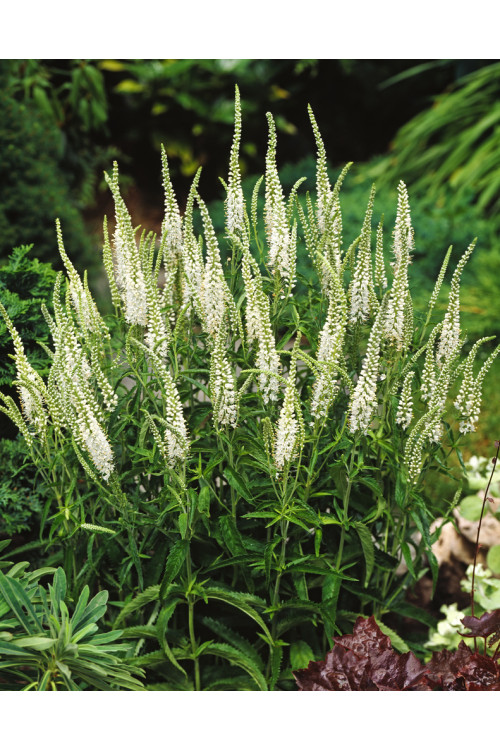Przetacznik kłosowy 'Alba' Veronica spicata