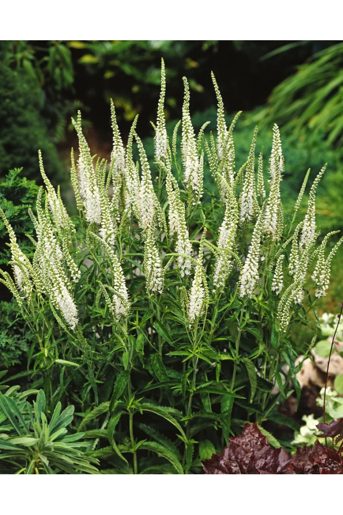 Przetacznik kłosowy 'Alba' Veronica spicata