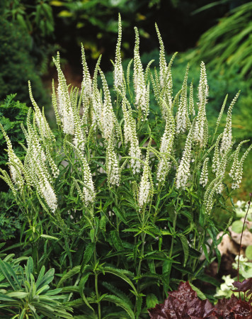 Przetacznik kłosowy 'Alba' Veronica spicata