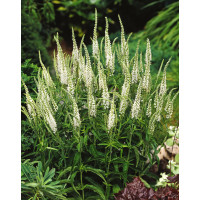 Przetacznik kłosowy 'Alba' Veronica spicata