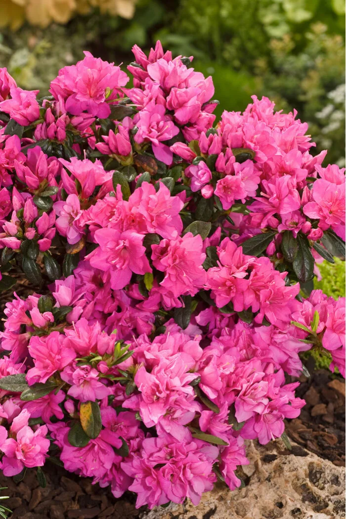 Azalia japońska 'Melina'| Azalea japonica