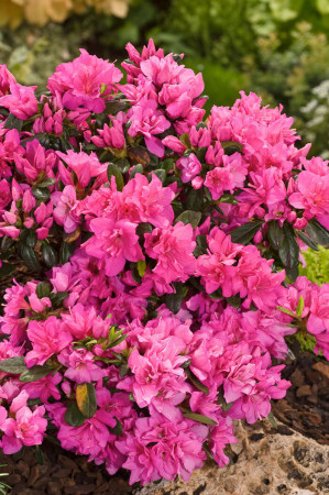 Azalia japońska 'Melina'| Azalea japonica