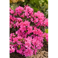 Azalia japońska 'Melina'| Azalea japonica