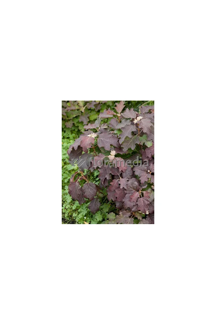 Hortensja dębolistna 'Burgundy' | Hydrangea quercifolia