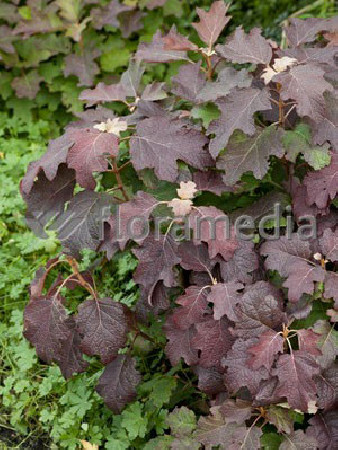 Hortensja dębolistna 'Burgundy' | Hydrangea quercifolia
