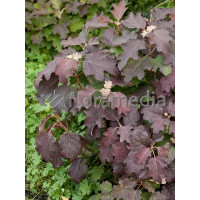 Hortensja dębolistna 'Burgundy' | Hydrangea quercifolia