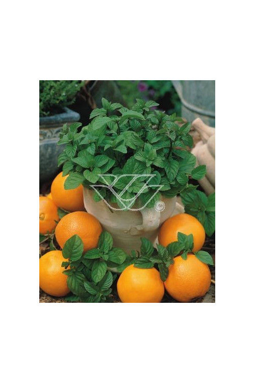 Mięta pomarańczowa 'Granada' | Mentha x piperita