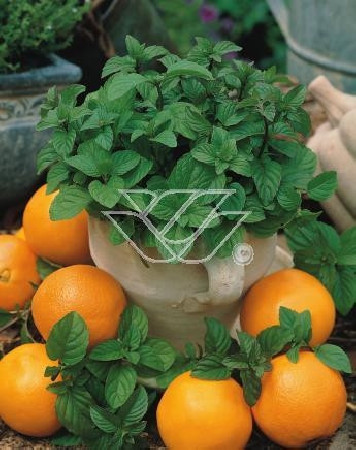 Mięta pomarańczowa 'Granada' | Mentha x piperita