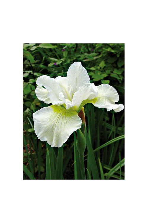 Kosaciec syberyjski Snow Queen, Iris sibirica, Irys