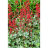Żurawka 'Lipstick' Heuchera