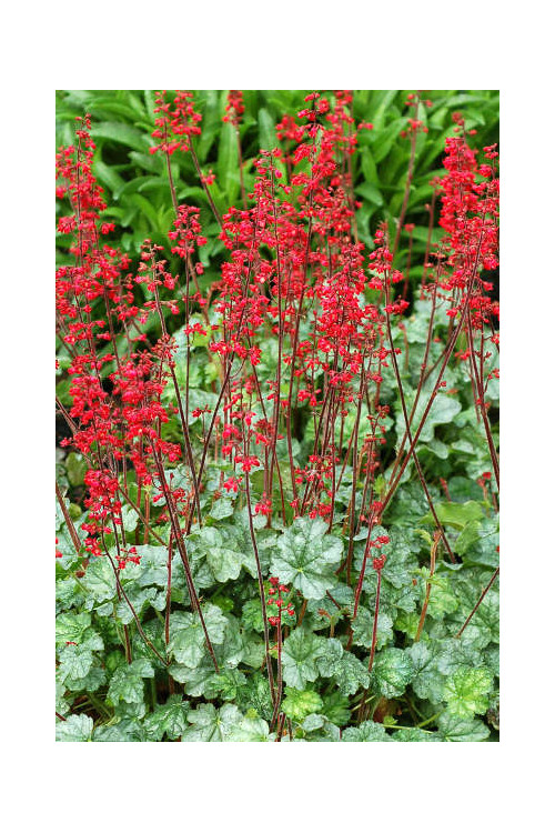 Żurawka 'Lipstick' Heuchera