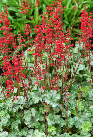 Żurawka 'Lipstick' Heuchera