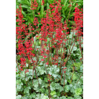 Żurawka 'Lipstick' Heuchera