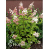 Hortensja bukietowa 'Pinky Winky' Hydrangea paniculata