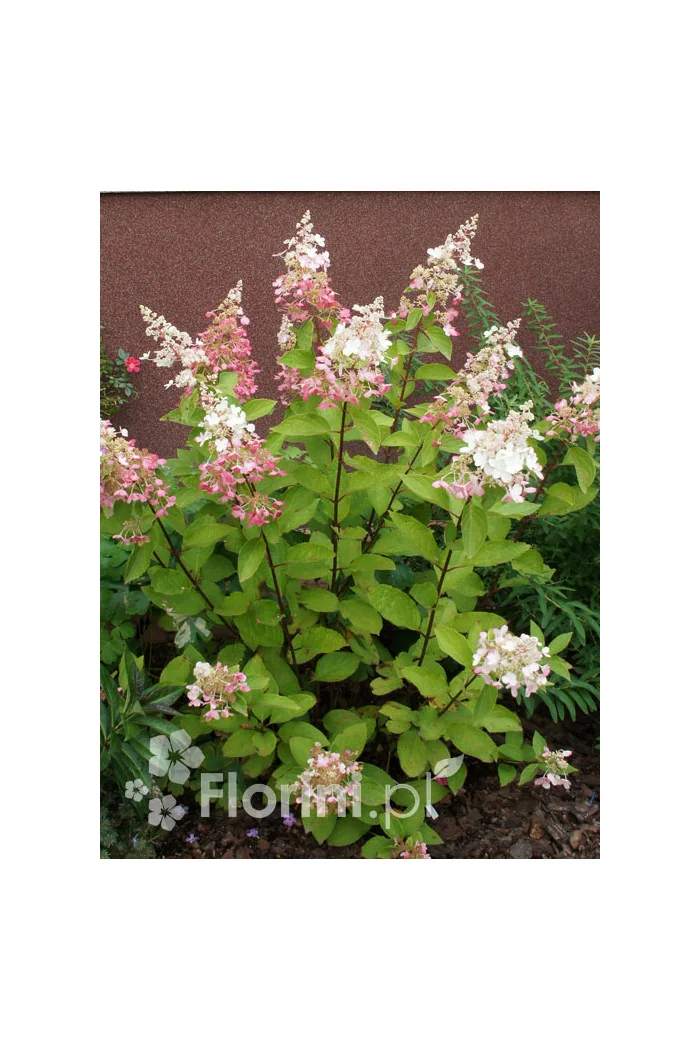 Hortensja bukietowa 'Pinky Winky' Hydrangea paniculata