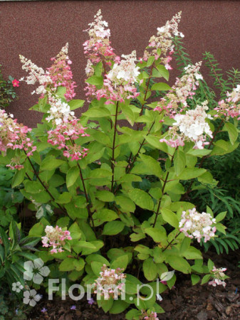 Hortensja bukietowa 'Pinky Winky' Hydrangea paniculata