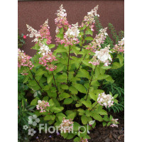Hortensja bukietowa 'Pinky Winky' Hydrangea paniculata