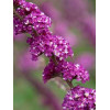 budleja, budleja Berries and Cream, Buddleja, motyli krzew