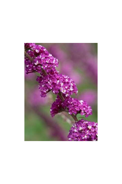 budleja, budleja Berries and Cream, Buddleja, motyli krzew