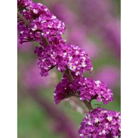 budleja, budleja Berries and Cream, Buddleja, motyli krzew