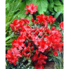 Azalia japońska 'Nordlicht' Azalea japonica
