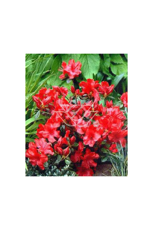 Azalia japońska 'Nordlicht' Azalea japonica