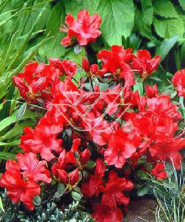 Azalia japońska 'Nordlicht' Azalea japonica