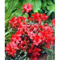 Azalia japońska 'Nordlicht' Azalea japonica