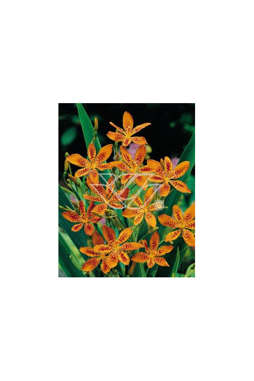 Belamkanda chińska Belamcanda chinensis