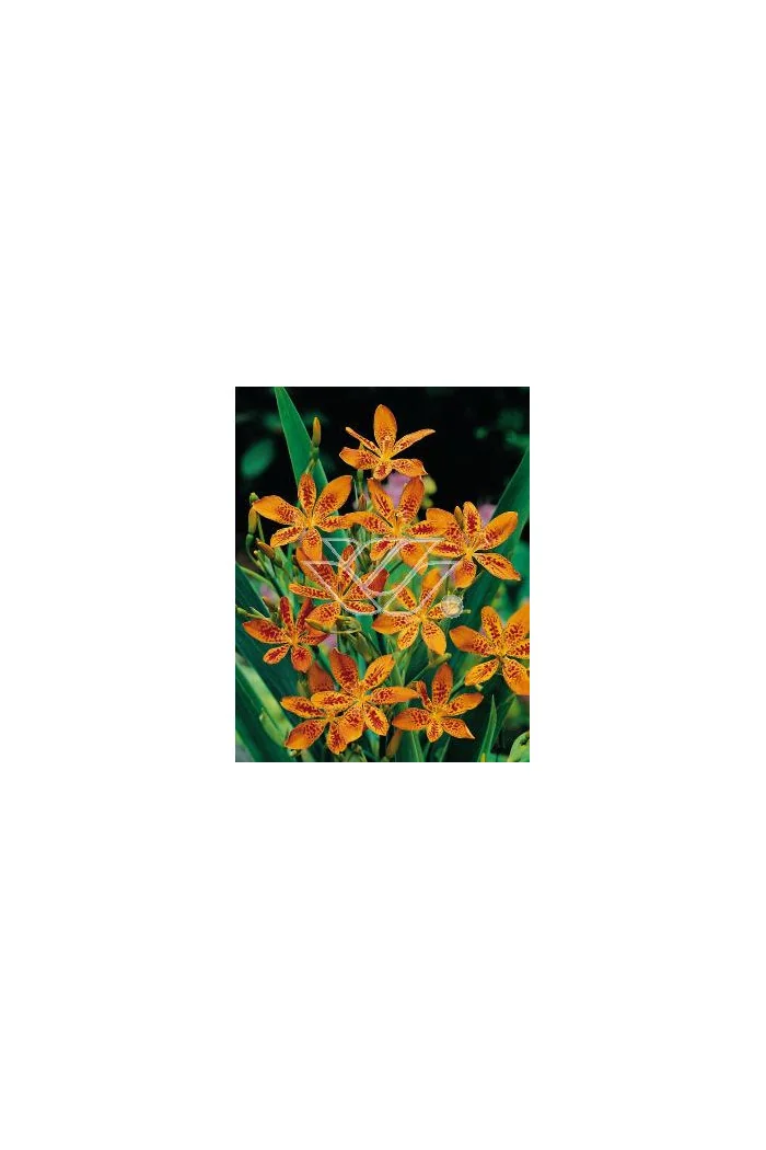 Belamkanda chińska Belamcanda chinensis