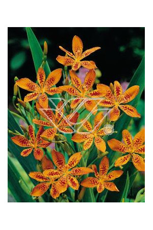 Belamkanda chińska Belamcanda chinensis