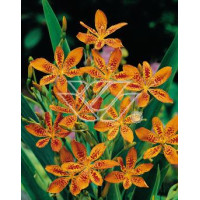 Belamkanda chińska Belamcanda chinensis